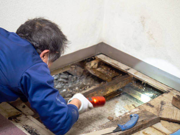 Best Commercial Mold Removal  in Grangeville, ID