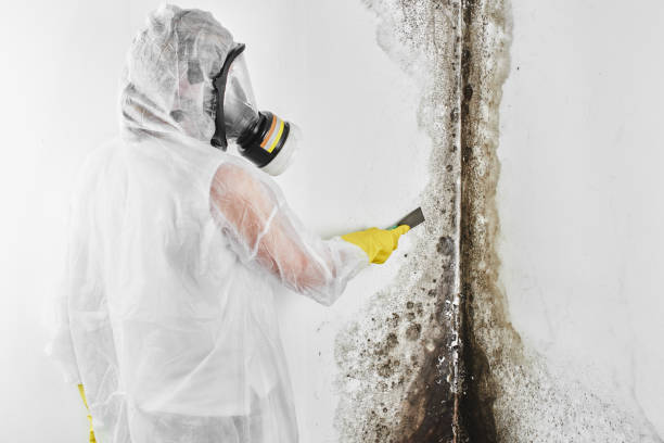 Best Emergency Mold Removal  in Grangeville, ID