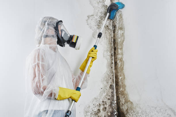Best Mold Testing  in Grangeville, ID