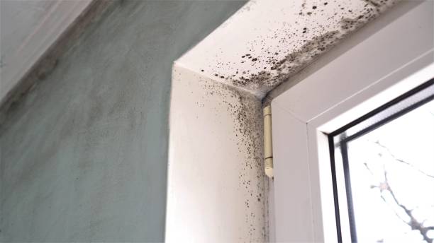Best Mold Damage Repair  in Grangeville, ID