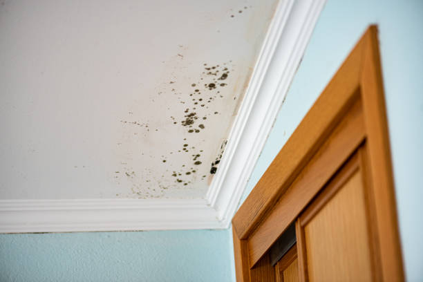 Best Mold Cleaning Services  in Grangeville, ID