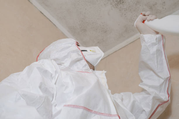 Mold Removal and Inspection in Grangeville, ID