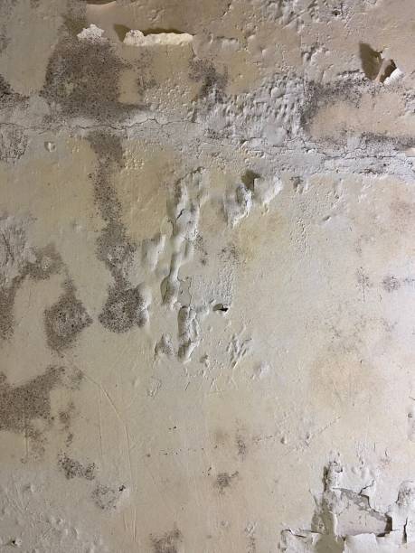 Best Office Mold Removal Services  in Grangeville, ID