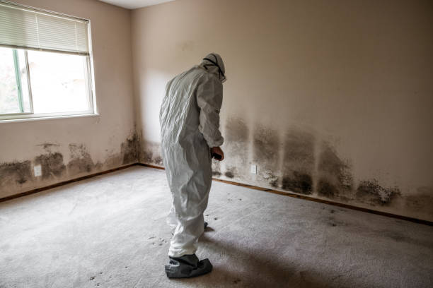 Mold Removal Process in Grangeville, ID