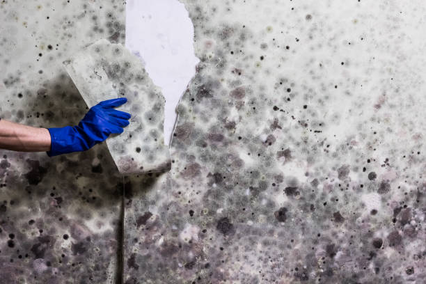 Best Mold Removal and Inspection  in Grangeville, ID