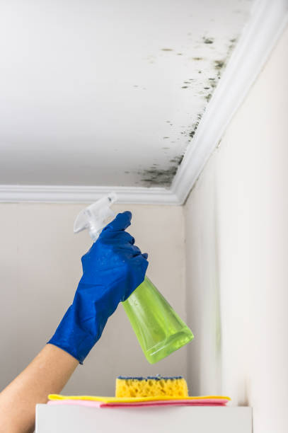 Trusted Grangeville, ID Mold Removal Experts