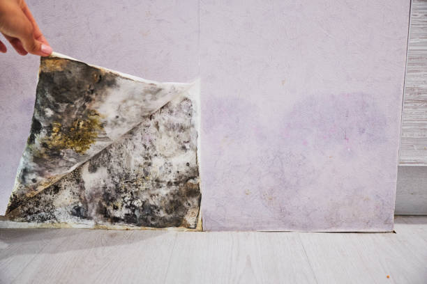Certified Mold Removal in Grangeville, ID